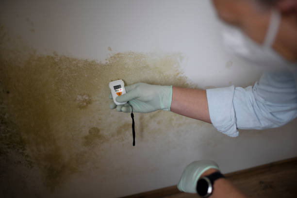 Office Mold Removal Services in Riverview Park, PA