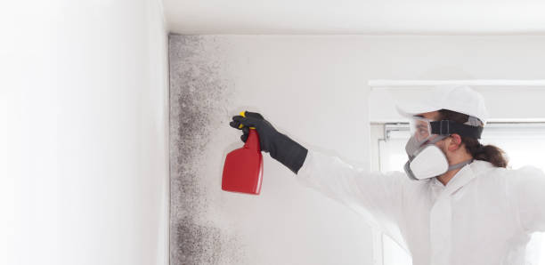 Best Toxic Mold Removal  in Riverview Rk, PA