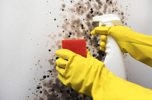 Best Black Mold Removal  in Riverview Rk, PA